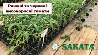 Портфолио высокорослых томатов SAKATA в Украине