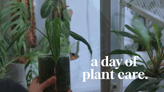 my watering routine | relaxing houseplant care | silent vlog 07