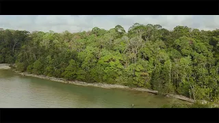 Borneo Rainforest 4k