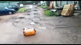 Собака бегает с бутылкой надутой, полной, когда она взорвалась собака упала в обморок бедная манюка