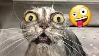 Try not to laugh | Funny cats video 😺😸  #cats #funny #animals #comedy #cat #animal #trynottolaugh