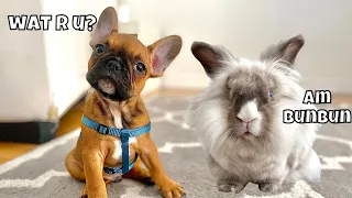 Puppy Meets Rabbit For The First Time