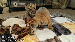 BABY TIGERS... AGAIN!!! | WATC 521