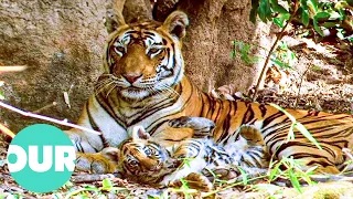 Sita's Legacy: A Bengal Tigress's Incredible Journey | Our World