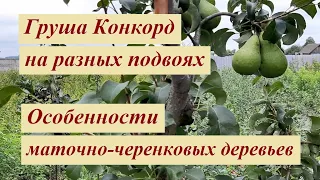 Груша Конкорд плоды