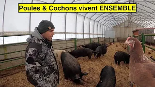 Poules & Cochons en Serre | Ferme la