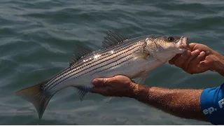 Striped Bass Fishing Lake Lanier Using Humminbird Mega Imaging