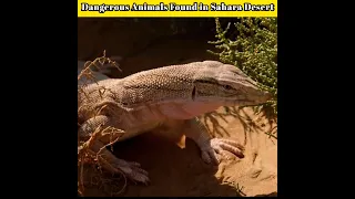 Most Dangerous Desert Animals In The World|Sahara Desert #Facts #saharadesert #trending