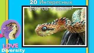 20 Интересных фактов о змеях!