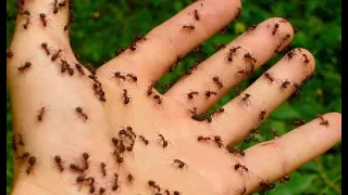 Муравьи в формикарии едят мясо. Чем можно кормит муравьёв. #ants