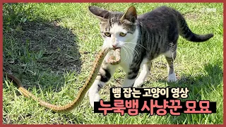 뱀 잡는 고양이 영상 (누룩뱀 사냥꾼 묘묘) 😼