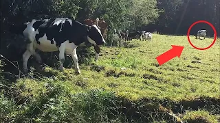 La vaca perdía leche constantemente y el granjero decidió seguirla y se sorprendió