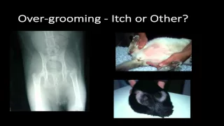 How to Stop Itching in Shelter and Foster Home Cats - webcast