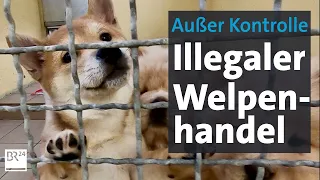 Undercover-Recherche: Das brutale Geschäft mit Hunde-Welpen | Kontrovers | Die Story | BR24