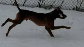 Clifford the Vizsla playing in the snow