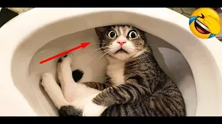 Best Funny cat videos 2023 Funny animal videos of Summer