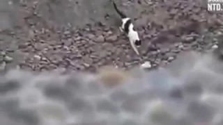 Кот спасает щенка!
