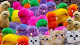 Tangkap Ayam Lucu, Ayam Warna Warni, Ayam Rainbow Gokil, Kelinci Lucu, Bebek, Hewan Lucu