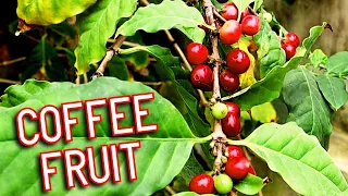 Coffee Cherries In Portugal (And Peacocks) - Weird Fruit Explorer