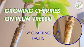 How to Graft Fruit Tree "Cherry on plum" फलों के पेड़ को कैसे ग्राफ्ट करें | 如何嫁接果树 #graftingtactick