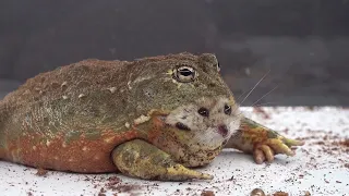 BullFrog Eats A Hamster - Warning Live Feeding