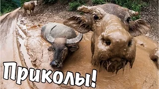 ЛУЧШИЕ ПРИКОЛЫ от MrSikeLLa (выпуск #19)... ПИСЮНЫ ПО СТЕНКАМ!!...Февраль 2016