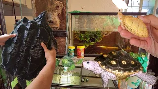 COLECCIÓN DE REPTILES (INCREIBLES TORTUGAS) / PARTE 3 FINAL