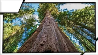 Hyperion - The Tallest Tree In The World