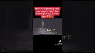 Massive Bigfoot captured on trail cam in Birch Bay Washington