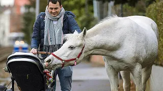 Одинокая лошадь уже 14 лет гуляет по городу с запиской на шее