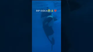 RIP kiska orca ❤️ from marineLand