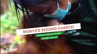 GIVE ORANGUTAN MONYO'S SECOND CHANCE!