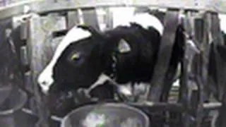 Cruelty to Baby Calves at Veal Farm in Ohio