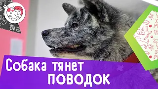 4 совета, как отучить собаку тянуть поводок