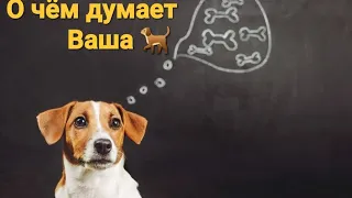 О чём думает Ваша Собака? Оракул ответит!!#оракул #гадание 🐕 🐶 🦮 !