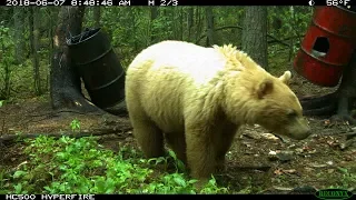 Ground Stalk! Archery Manitoba Bear Hunt 2018