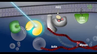 Applications of optogenetics at EMBL