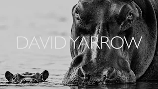 David Yarrow Wildlife   PART 2