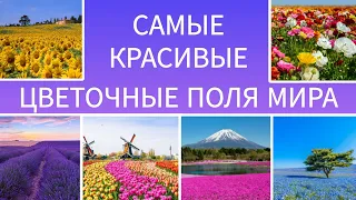 Самые красивые цветочные поля мира.