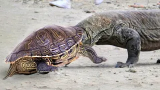 This Is What The Most Dangerous Turtle In World Can Do