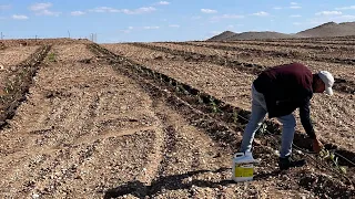 فيديو مهم حول المعاملة بمحفز الجذور بعد الغرس والفرق بين الاربيكوينا والاربوسانا