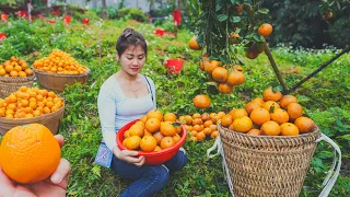 Harvest Orange Fruit Goes To Market Sell - Sell Pigs | Nhất My Bushcraft