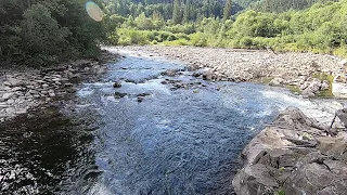 що в горах з Білими Грибами, сироїжки, чорна ягода