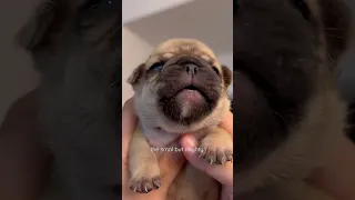 Frenchie puppies crying (sad boy hour 😭)  #shorts #puppies