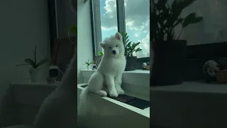 CUTEST PUPPY HOWLING