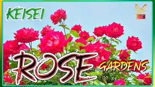 Keisei Rose Garden 1, Trailer