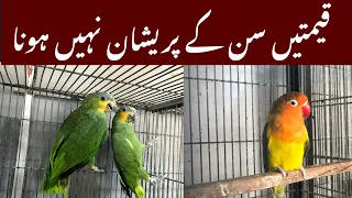 Rawalpindi Birds Market leatest prices | college road birds market Rawalpindi@zakirhussainshah6234