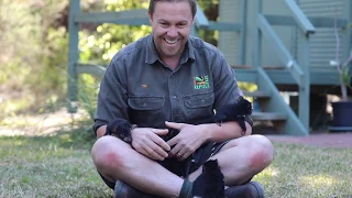 TASMANIAN DEVIL JOEY PLAYTIME!