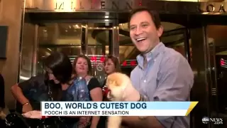 Boo, The World's Cutest Dog, Takes Over Times Square on Jumbotron