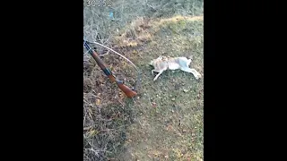 охота на зайца охота в дагестане с русскими гончими